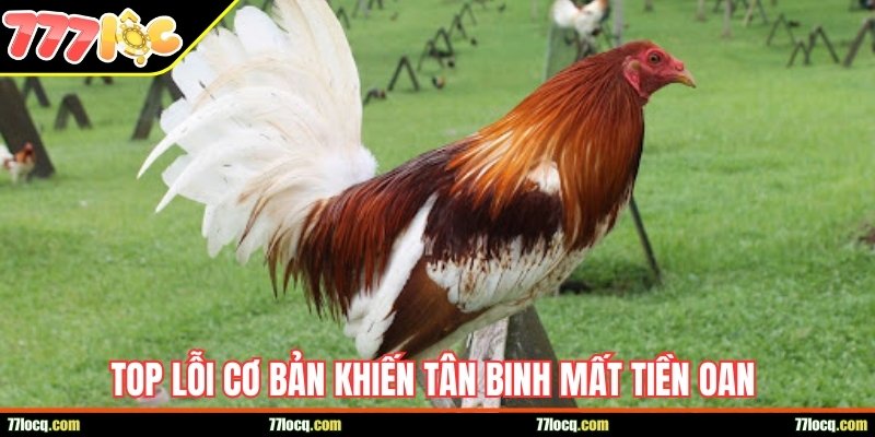 Bắt kèo đúng lúc mẹo giúp chơi gà chọi thu lời ổn định