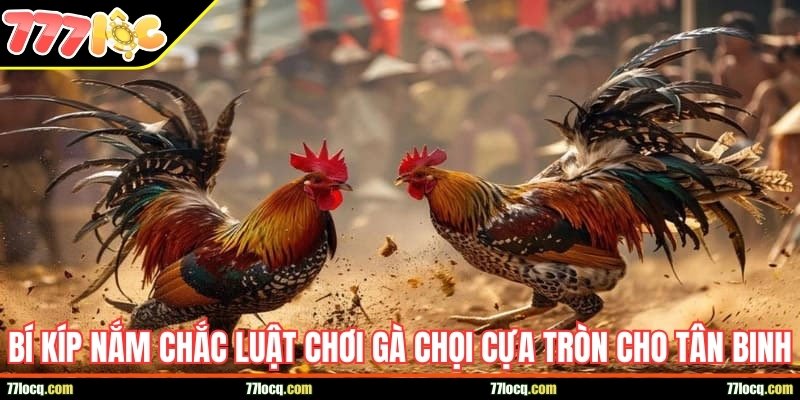 Bí kíp nắm chắc luật chơi gà chọi cựa tròn cho tân binh