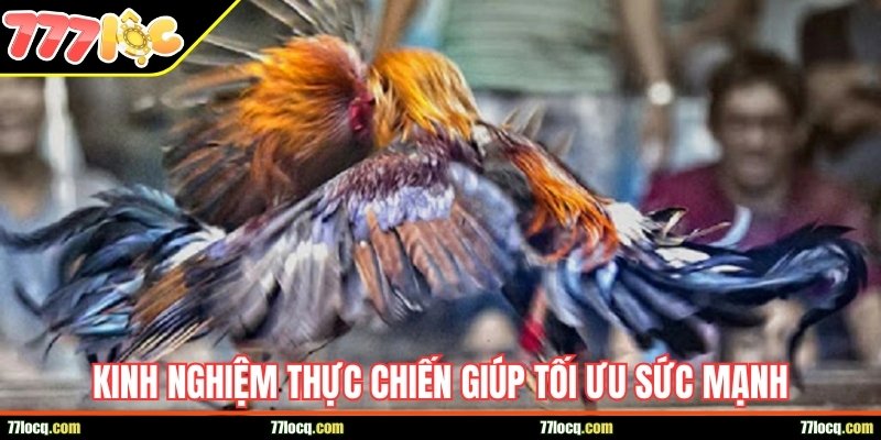 Kinh nghiệm thực chiến giúp tối ưu sức mạnh của chiến kê Kinh nghiệm thực chiến giúp tối ưu sức mạnh của chiến kê