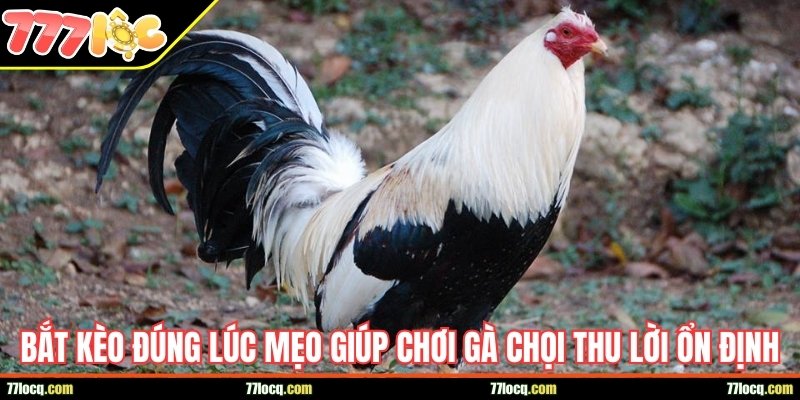 Top lỗi cơ bản khiến tân binh mất tiền oan trong cá cược